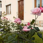 Rosa Antica